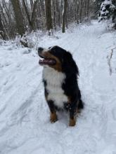 Photo of Kevin Reilly's dog Bridie