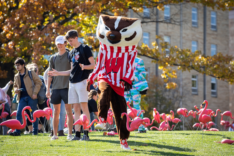 Bucky Badger among the flamingos on Bascom Hill during the 2022 Fill the Hill campaign