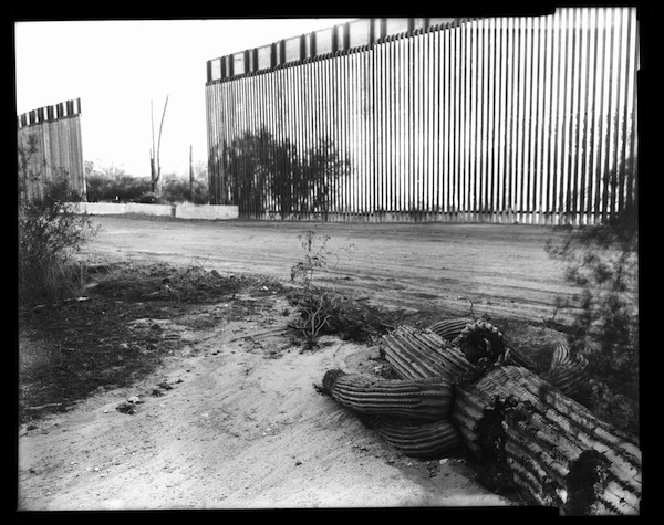 Jones' Fallen Saguaro + Border Wall