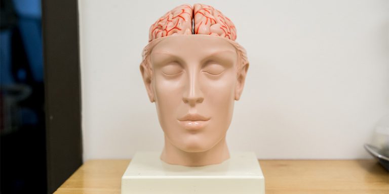 Replica human head with replica human brain
