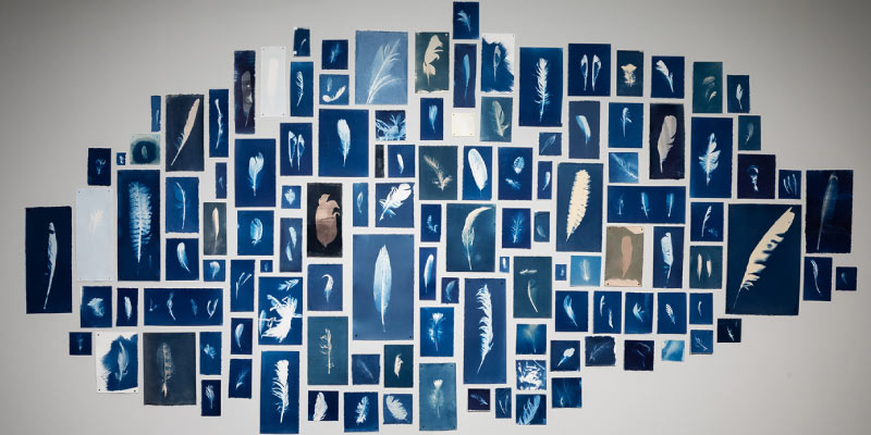 Feathers, rescues image