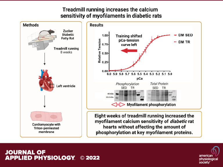 Research graphic supporting, "Treadmill running increases the calcium sensitivity of myofilaments in diabetic rats"