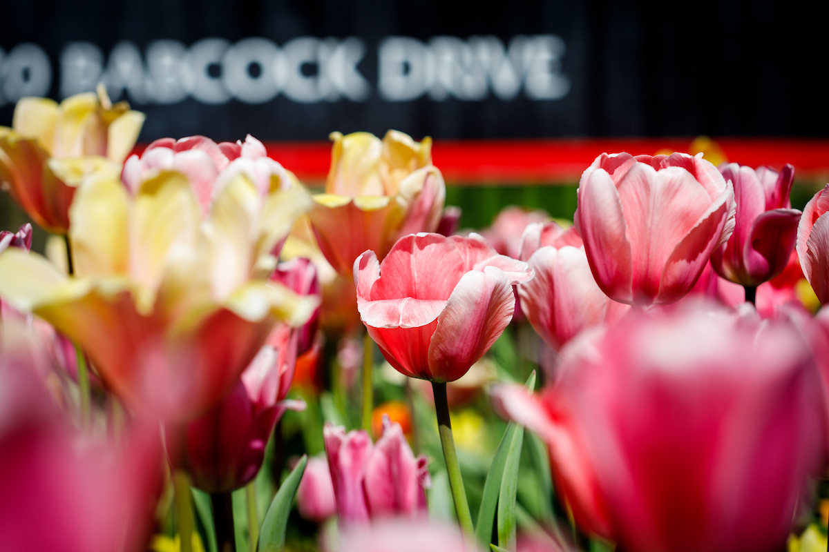 tulips