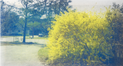 Photo of forsythia bush