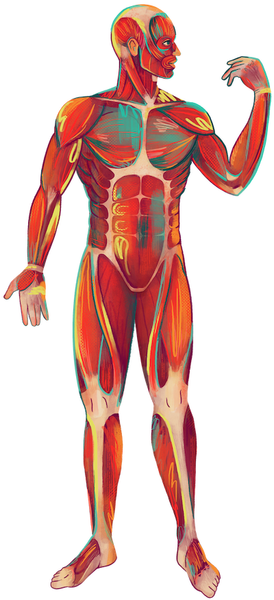 Full human body illustration
