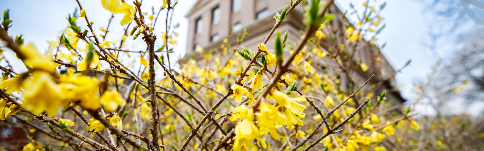 a tree with yellow flowers and a building in the background