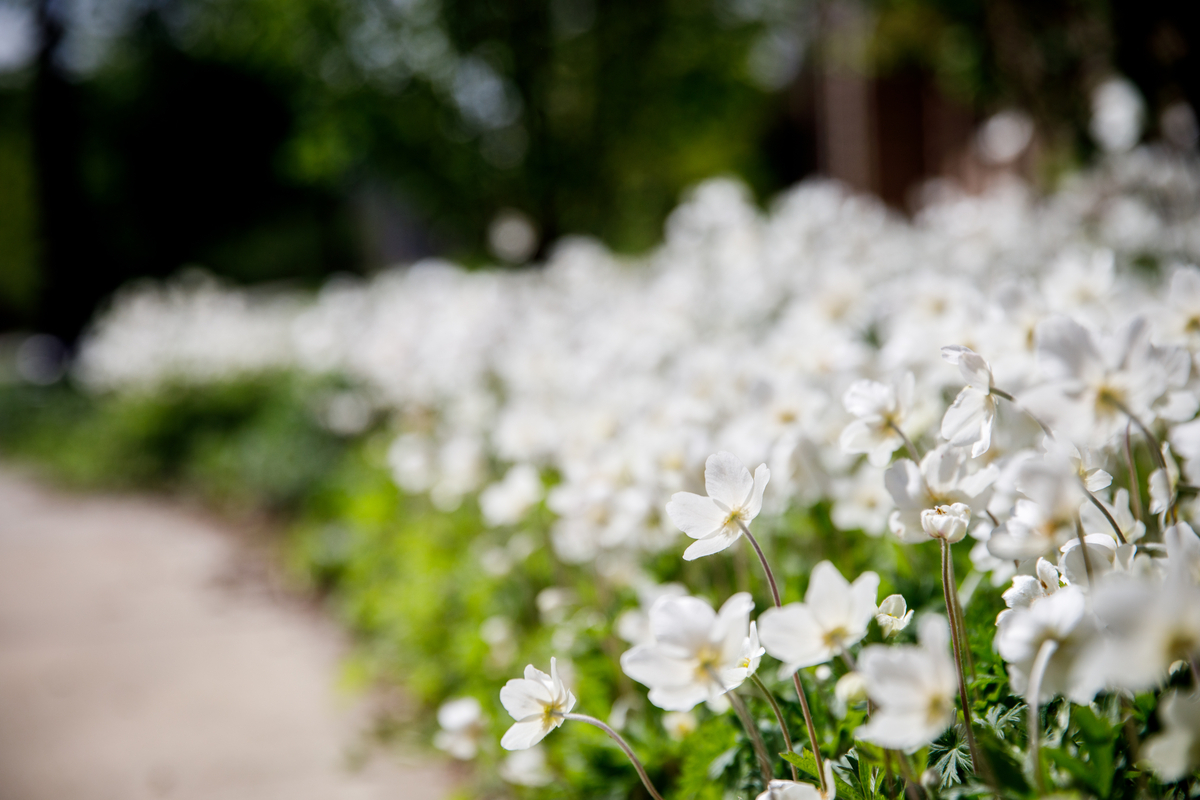 Flowers lining a sidewalk.