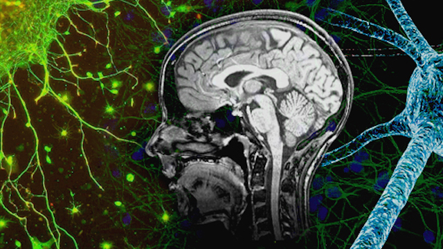 EdNeuroLab collage