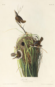 Marsh Wren Plate 98, The Birds of America, by John J. Audubon