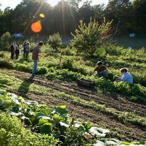 Community garden with a dozen people harvesting amidst the rows of crops